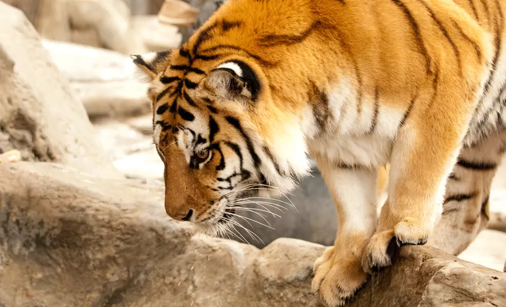 $12 for Four Full-Day Admissions to the Folsom City Zoo Sanctuary (Up to $24 Value) - Second Medium