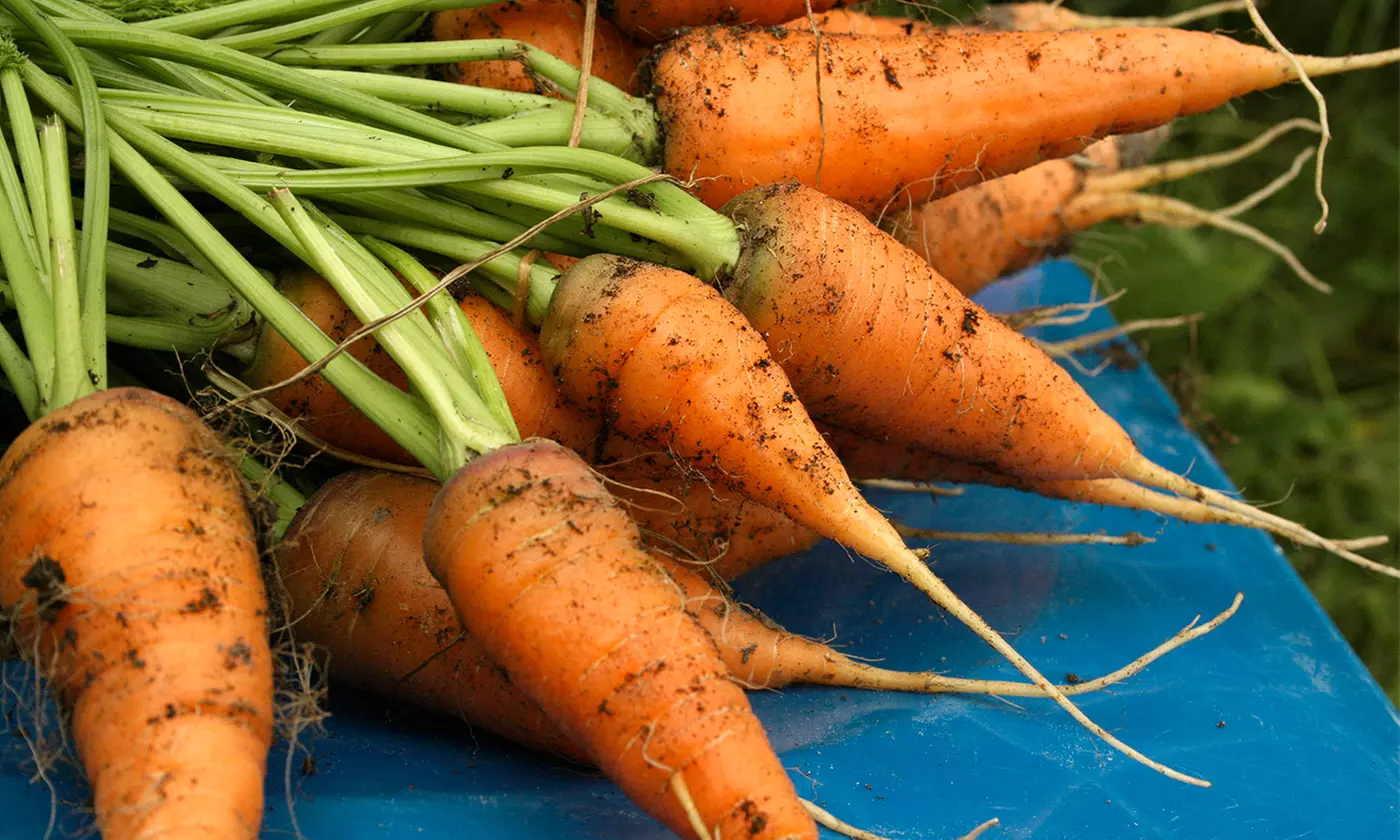 Carrot, Cucumber, Lettuce, and Cherry Tomato Roll-Out Grow Kit - Primary Image