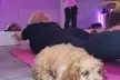 Puppy Pilates or  Puppy Restorative Aerial Hammock Private Party Up to 8 or 12 Guests (Up to 56% Off) - Second Medium