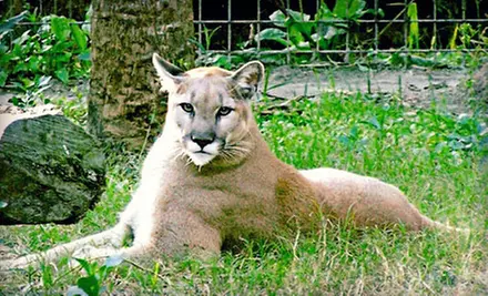 Full-Day Visit for Two or Four to Jungle Adventures Nature Animal Park in Christmas (Up to 52% Off) - Primary Image