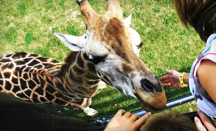 $11 for Animal-Park Visit with Guided Tours at Safari Niagara in Stevensville (Up to $22.54 Value) - Primary Image