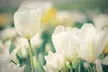All White Flower Garden Collection (25-Bulbs) - Second Medium