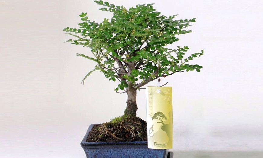 Image 10: Twee of vier Bonsai boompjes