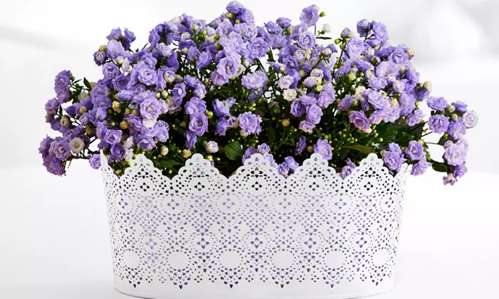 $15 for $30 Worth of Flowering and Potted Plants from ProPlants - Second Medium