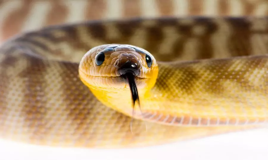Reptile- and Insect-Zoo Visit for Two or Five at Scales and Tails Utah (Up to 43% Off) - Primary Image