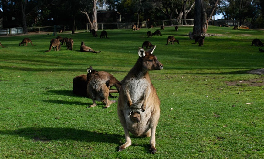 Image 17: Ballarat Wildlife Park Pass