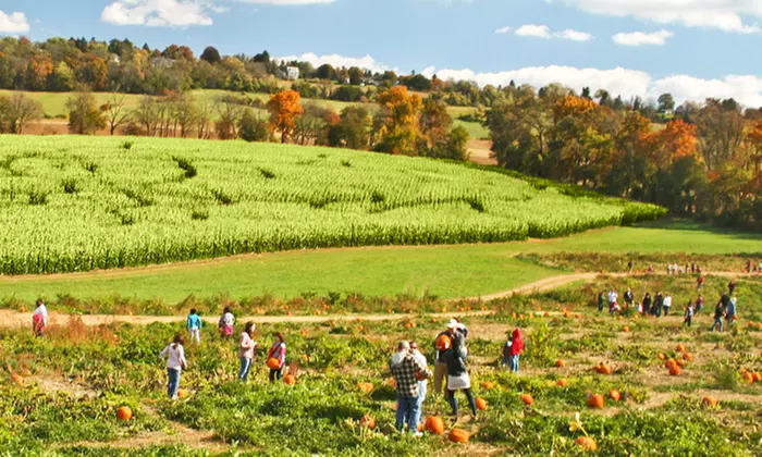 Corn-Maze Admission for Two or Four on Friday, Saturday, or Sunday at Jumbo's Pumpkin Patch (Up to 40% Off) - Primary Image