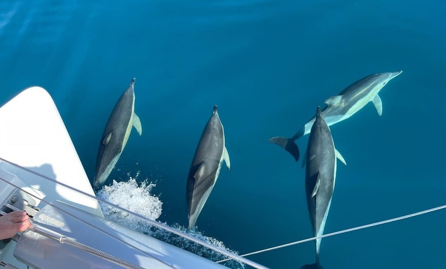 Image 6: Paseo en barco con avistamiento de delfines y bebida para 1 