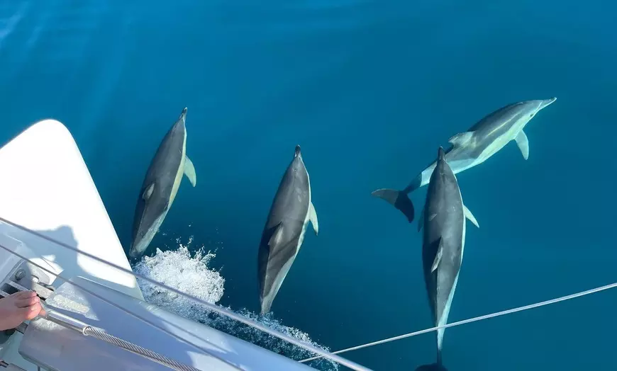 Image 4: Paseo en barco con avistamiento de delfines y bebida para niño/adulto