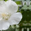 Image 3: Pack of Three Hibiscus Flower Tower Collection Potted Plants 