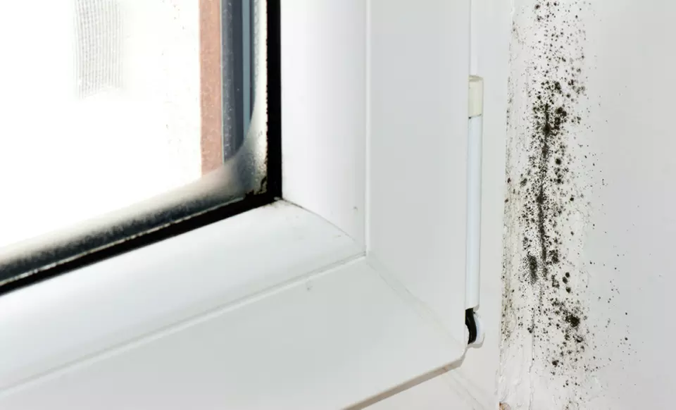 $59 for a Mold Inspection from Hurricane Restoration ($125 Value) - Primary Image