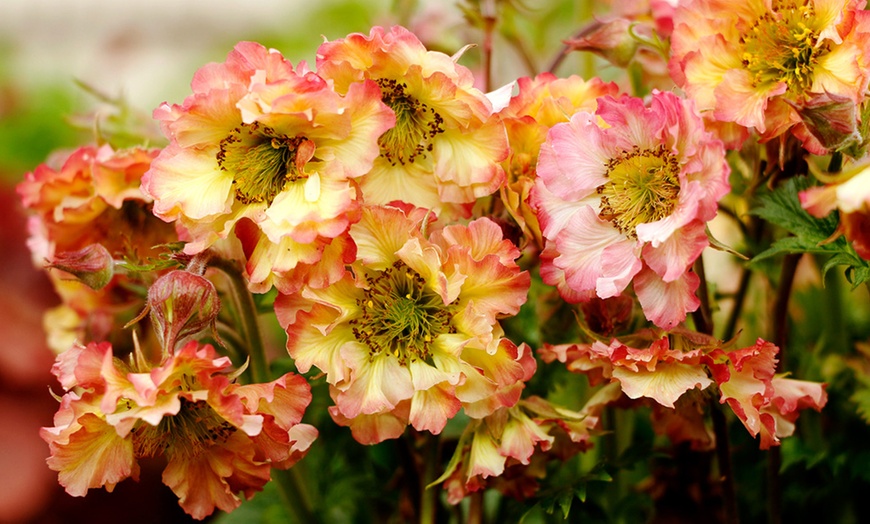 Image 1: Perennial Geum Collection - 3 or 6 Potted Plants
