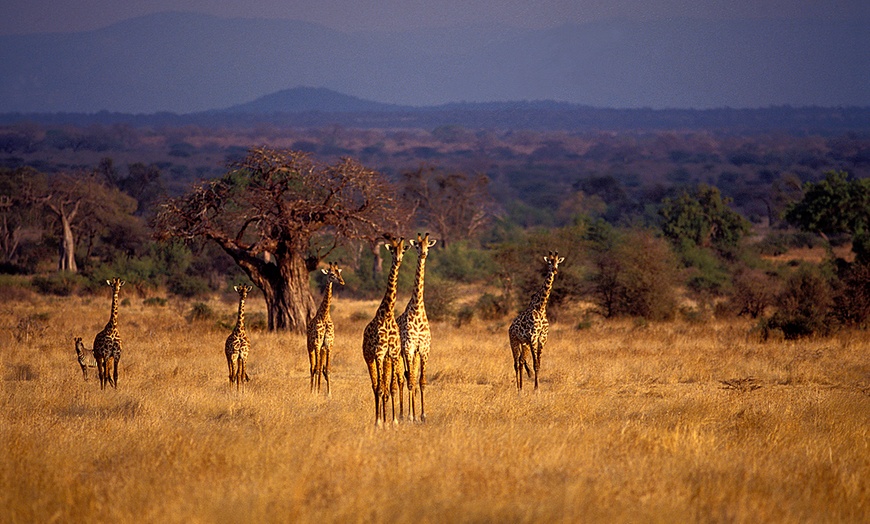 Image 2: Tanzania Safari