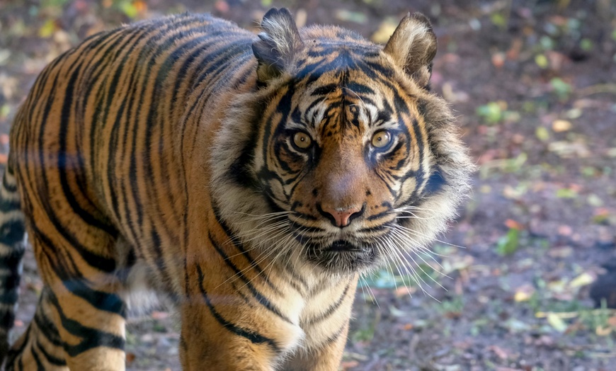 Image 5: Level up As A Wildlife Nerd at Dudley Zoo and Castle Entry