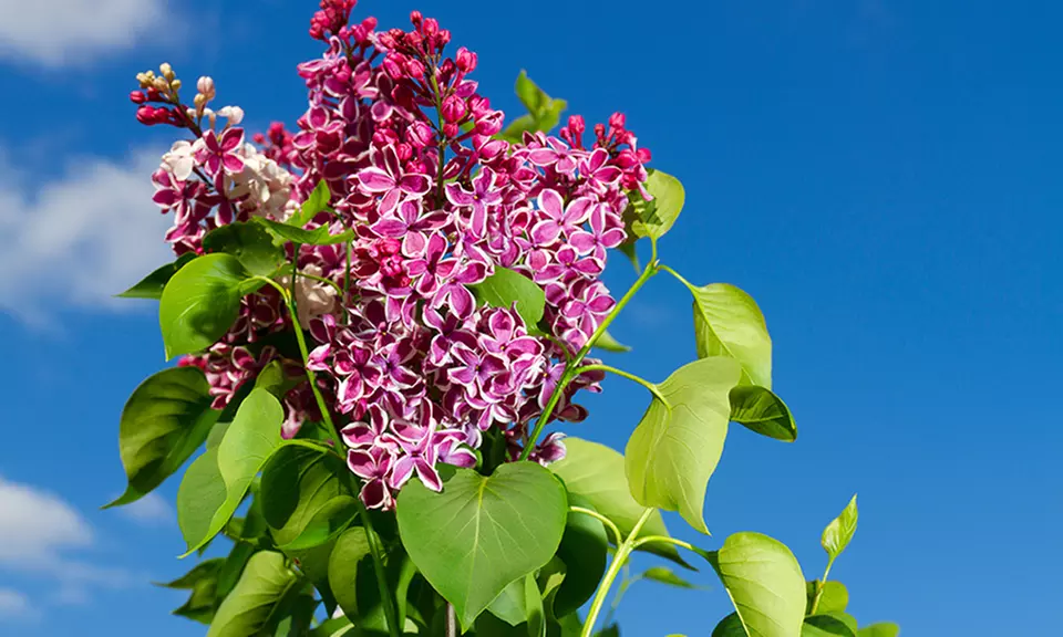 Lilac Bare Root Plants - Primary Image