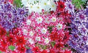 Phlox Pop Stars Mixed Plants