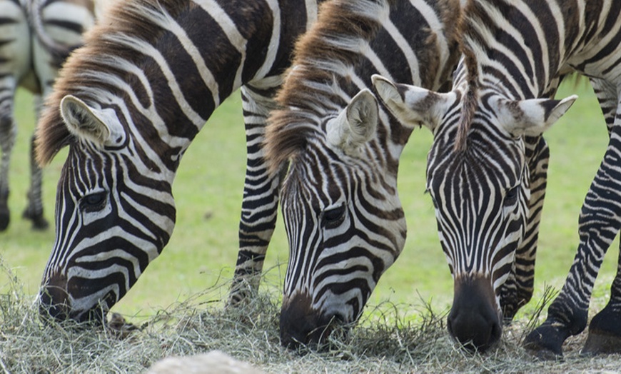 Image 21: Ingressi al Safari Park