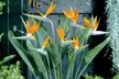 Strelitzia Reginae Birds of Paradise - 25-38 cm, 1-2M, Flores de abril a octubre - Second Medium