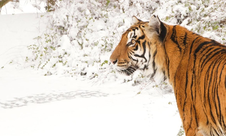 Image 1: Shepreth Wildlife Park Entry