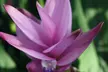 1x, 2x oder 4x Indische Safranwurz (Curcuma) „Al Siam Splash“, inkl. Versand - Second Medium