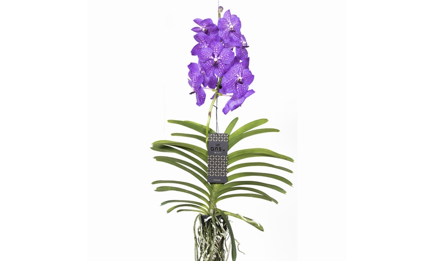 Image 2: Rootz Orchidee