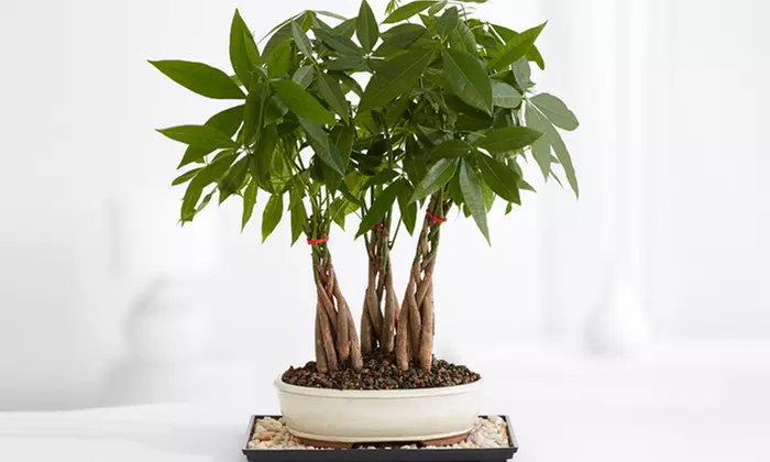 $15 for $30 Worth of Flowering and Potted Plants from ProPlants - Primary Image