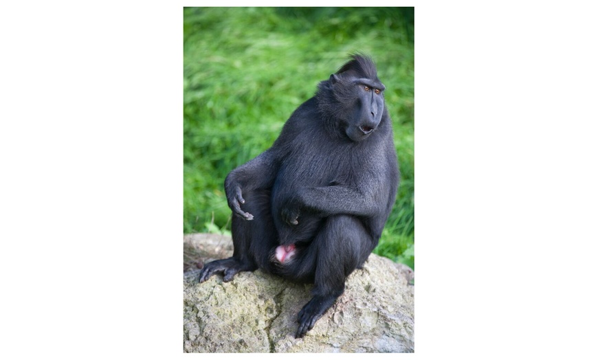 Image 4: Thrigby Hall Wildlife Park: Adult £11, Child £7.80