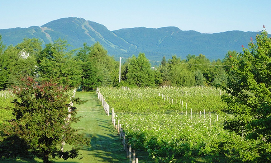 Image 3: Vineyard Tour for Two