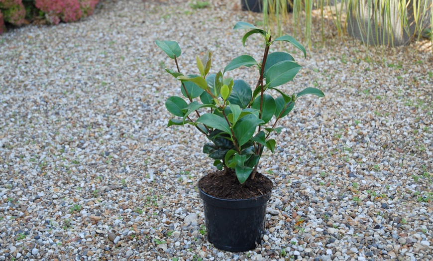 Image 5: One or Three Hardy Camellia Potted Plants