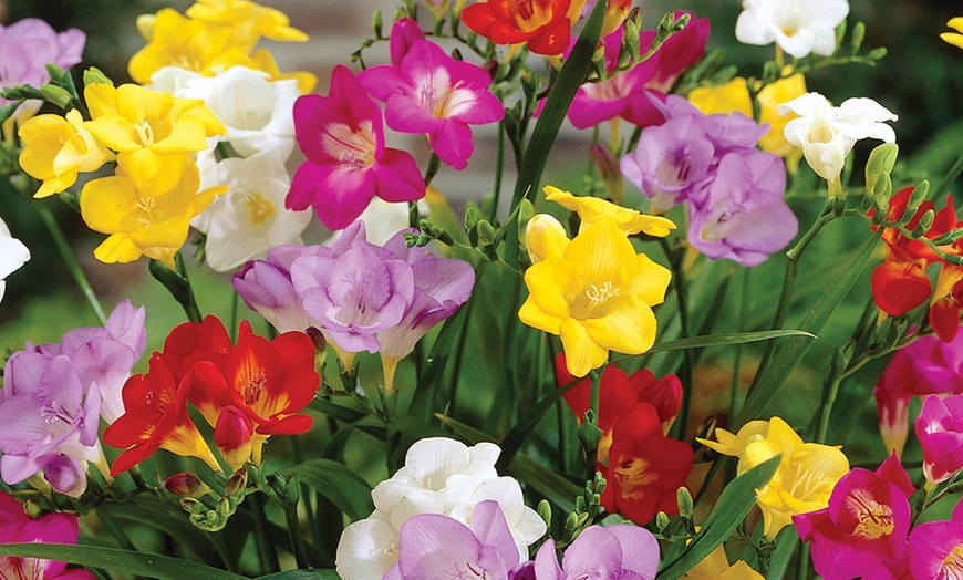 Image 2: Fragrant Freesia Mixed - 50, 100 or 200 Bulbs