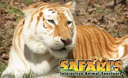 $14 for Family Four Pack, Including Admission for Four and Four Packs of Feeding Treats, at Safari's Interactive Animal Sanctuary (Up to $28 Value) - Primary Image