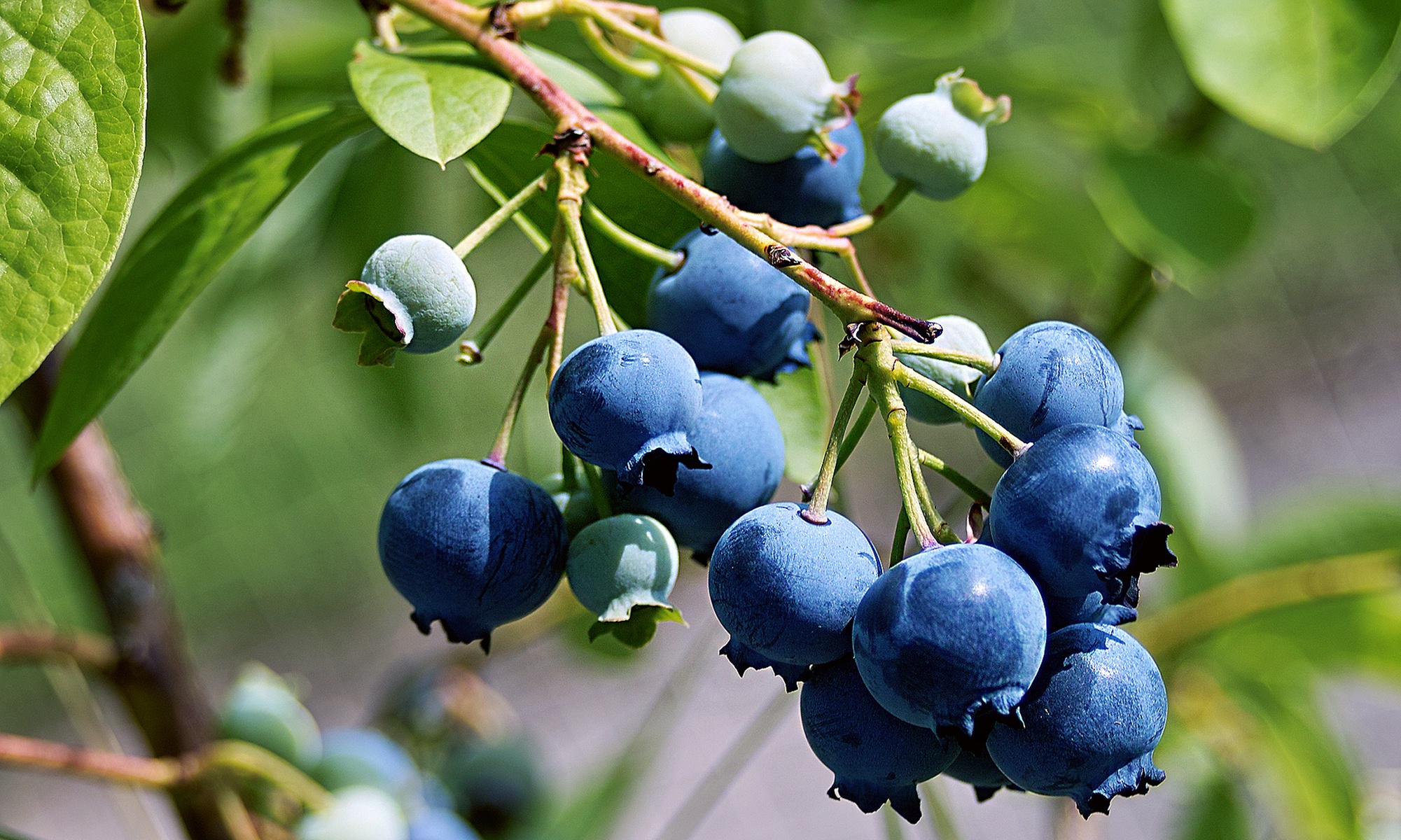 Explore Nature with Wild Food and Ecology Tours