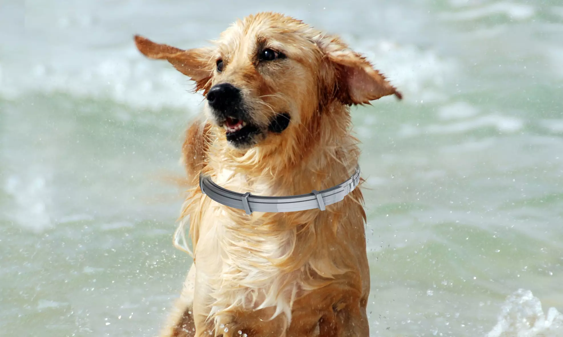 Kalev Flea and Tick Collar For Dogs (Pesticide-Free) - Second Medium