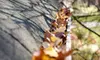 Gutter and Downspout Cleaning for a One-, Two-, or Three-Story Home from Starbrite Total Home Care (Up to 72% Off) 