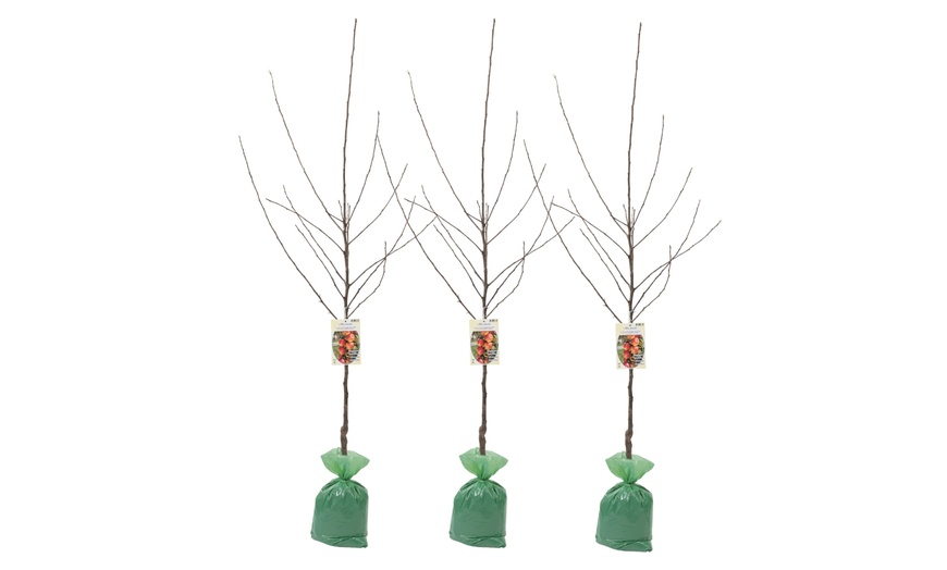 Image 8: Arbres fruitiers XXL