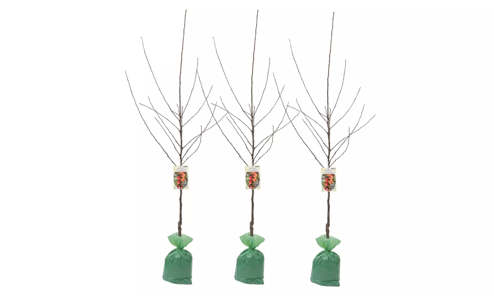 Arbres fruitiers XXL