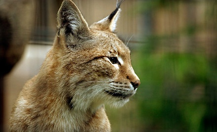 One-Year Individual or Dual Membership to Tallahassee Museum (Half Off) - Primary Image