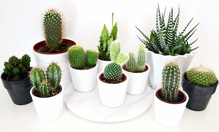 Image 3: Set of Mixed Mini Cacti Varieties