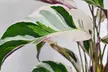 1x oder 2x  Korbmarante 'Fusion White' (Calathea) - Second Medium