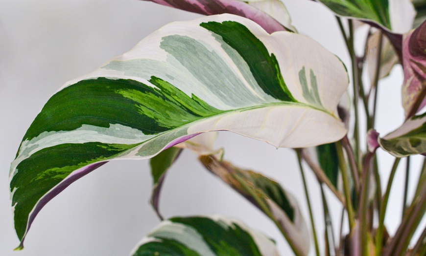 Image 3: Plante de Calathea Fusion White