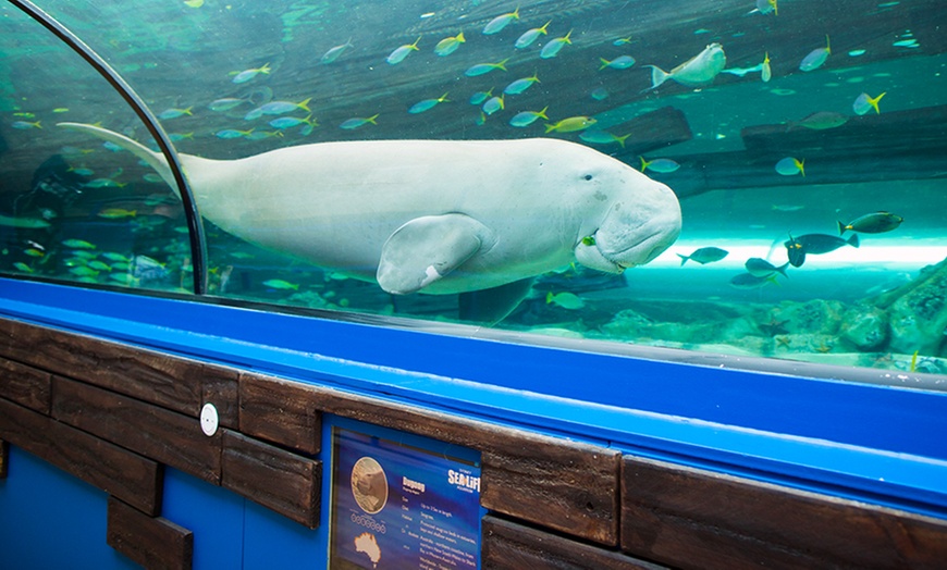 Image 8: SEA LIFE Sydney Aquarium Entry