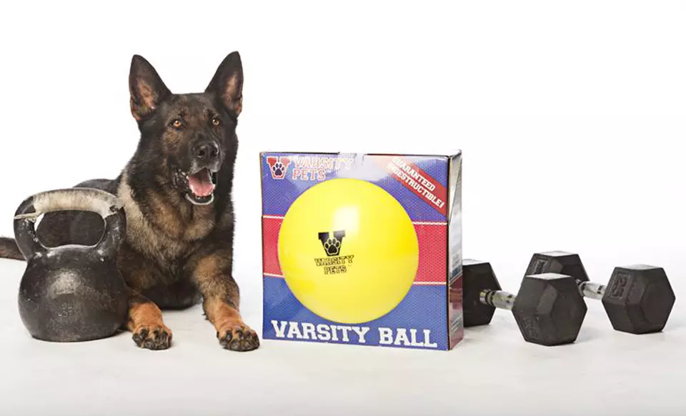 $34 for a Varsity Ball Indestructible Dog Toy ($53.50 List Price). 3 Colors Available. Free Shipping and Free Returns.  - Primary Image