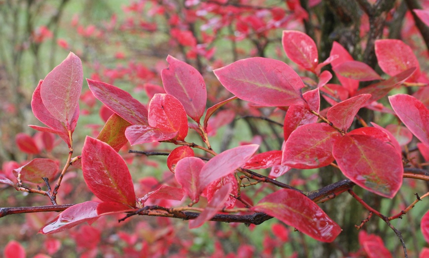 Image 2: Blueberry All Season Collection - Duke, Bluecrop & Elliot - 1 or 3 Potted Plants 