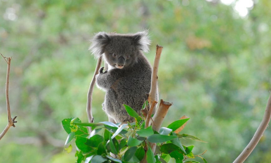 Image 19: Ballarat Wildlife Park Pass