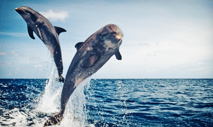 Dolphin-Watching Cruise - Dolphin Landings Charter Boat Center | Groupon