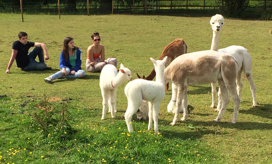 Image 2: Alpaca Walk and Farm Entry

