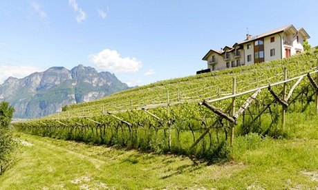 Degustazione di 4 vini con tagliere e tour del vigneto per 2 o 4 persone all'azienda Maso Grener