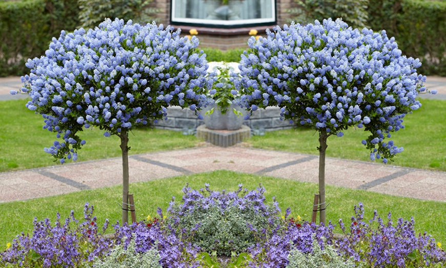 Image 1: Two Patio California Lilac Trees