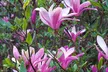 Assortiment de 3 ou 6 plants de magnolias 'Soulangeana', 'Susan'et 'Stellata', livrés en pot - Image 5