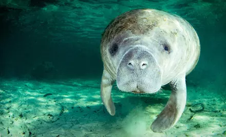 $26 for Three-Hour Manatee Snorkeling Tour from Adventure Diving ($55 Value) - Primary Image